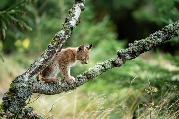 Wall Mural - Lynx cub sitting on a lichen overgrown with lichen