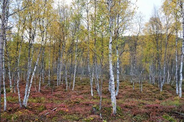 Wall Mural - colorful autumn forest