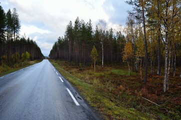 Wall Mural - road through colorful autumn forest