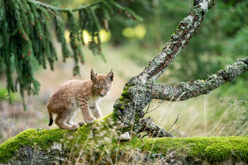 Wall Mural - Small lynx cub standing on a fallen mossy tree in the forest.