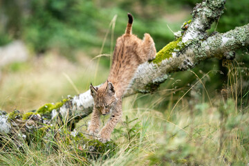 Wall Mural - Lynx cub jumping from a fallen tree into the grass