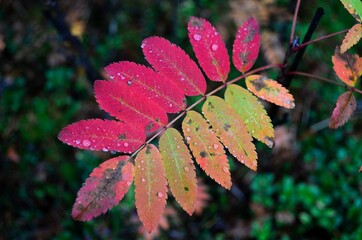 Wall Mural - water droplets on colorful rowan tree branch leaves in late autumn