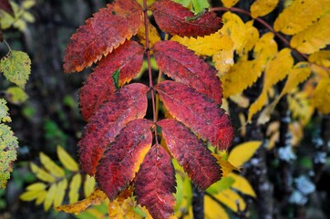 Wall Mural - water droplets on colorful rowan tree branch leaves in late autumn