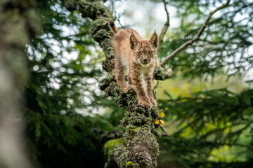 Wall Mural - Lynx cub standing on lichen-covered tree branches looking ahead to the camera.