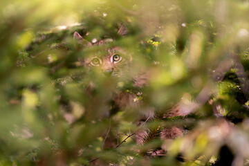 Wall Mural - Lynx cub hiddne in the tree and branches