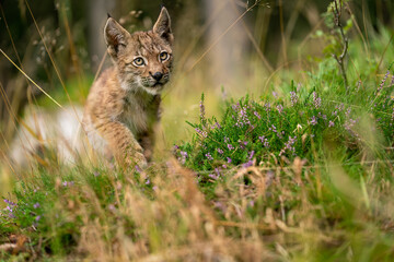 Wall Mural - Lynx cub walking on a beautiful flower forest clearing