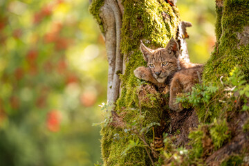 Wall Mural - Sitting small lynx cub in a mossy tree with red furits tree in the background