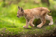 Lynx cub form a side walking on tree trunk from right to left side