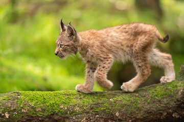 Wall Mural - Lynx cub form a side walking on tree trunk from right to left side
