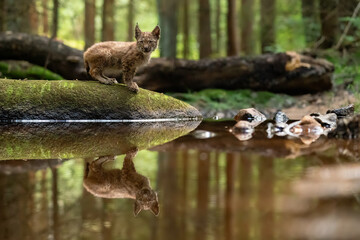 Wall Mural - Lynx cub on the stone in the forest with reflection in the stream looking ahaed to the camera