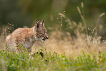 Wall Mural - Wary lynx cub in the grass with yellow tall grass in the background.