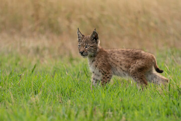 Wall Mural - Small lynx cub standing on the green grass with yellow grass in a background