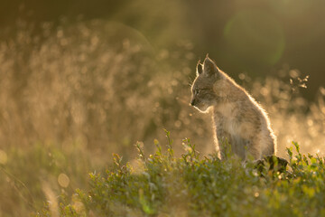 Wall Mural - Lynx cub sitting from profile side in tall grass in the golden light of the sunset.