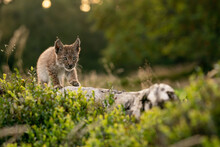 Small Lynx Cub Carefully Walking On A Fallen Tree Trunk