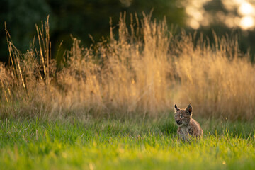 Wall Mural - Lynx cub alert in the grass in the golden hour of the sunset