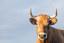 Brown Horned Cow Torso Isolated With Sky Background. Facing Camera, Space For Copy And Text.
