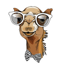 Camel Portrait In A Glasses And With A Tie. Vector Illustration.