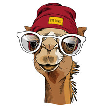 Camel Portrait With A Glasses And In A Hipster Hat. Vector Illustration.