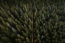 Drone View Of Coniferous Forest