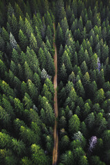 Wall Mural - drone view of coniferous forest