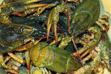 A lot of live crayfish with claws