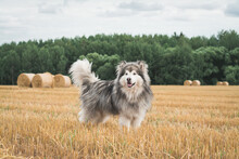 Alaska Malamute Dog In Stands In A Wheat