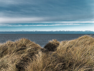 Wall Mural - Dunes at the North Sea coast in rural Denmark