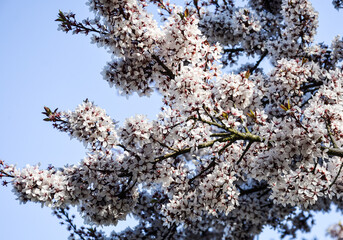 Wall Mural - Flores blancas en un árbol en primavera.