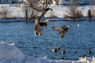 Wall Mural - Mallards in flight. Natural scene from Wisconsin river.