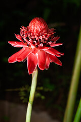 Wall Mural - Close up beautiful pink petal of torch ginger flower which it make freshness and wallpaper background concept..