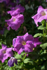 Wall Mural - Pink blooming petunia in the spring morning sun