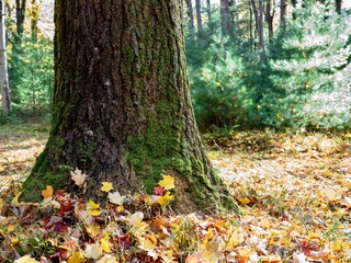 Cooks Forest State Park near Clarion, Pennsylvania in the fall with a close up photo of the forest bed filled with fallen colorful leaves and a tree trunk with baby pine trees in the background.