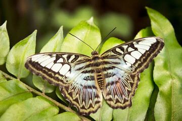 Wall Mural - Greenish and brown butterfly