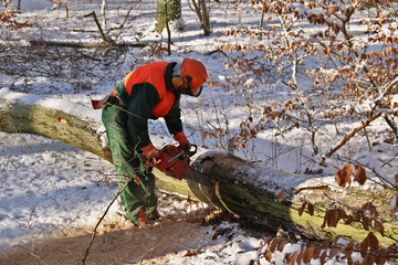 Wall Mural - Holzfäller mit Kettensäge am gefällten Baum im Winter