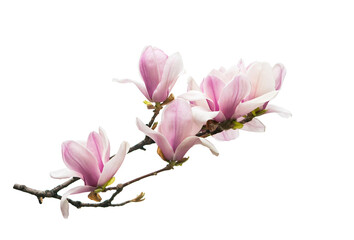 magnolia branch isolated on white background