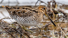Common Snipe Bird On The Pond In The Snow
