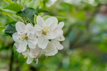 Wall Mural - Spring Blossoms APPLE. Beautiful blooming apple trees in spring park close up. Flowering Apple tree, close-up. toned