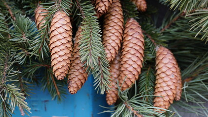 Wall Mural - christmas tree with cones