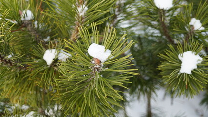 Wall Mural - snow covered pine needles