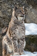 The lynx sits on a rock and looks ahead