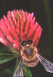 canvas print picture - Honigbienen auf den Blueten des Klee. Thueringen, Deutschland, Europa - 
Honey bees on the flowers of  clover blossom.  Nectar, Pollen, Thuringia, Germany, Europe 