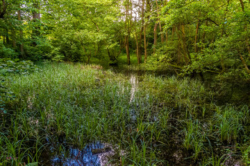 Wall Mural - A view of temperate swampland in the midlands of England on a bright summers day