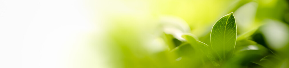 nature of green leaf in garden at summer. natural green leaves plants using as spring background cov