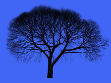 Silhouette Of A Leafless Willow Tree On Isolated Ultramarine Blue Background