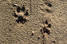 Dog Paw Prints In The Wet Sand
