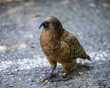 The only mountain parrot in the World - Kea
Bird of New Zealand
