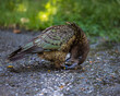 The only mountain parrot in the World - Kea
Birds of New Zealand