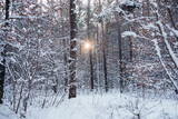 Fototapeta Na ścianę - Winter background of setting sun rays in winter forest, beautiful winter scenery of tree trunks covered with snow