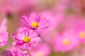 Wall Mural - Pink cosmos flower blooming beautiful vivid natural summer in the garden,soft blur for background.
