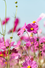 Wall Mural - Pink cosmos flower blooming beautiful vivid natural summer in the garden,soft blur for background.